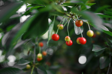 cherries hanging from a cherry tree branch. Selective focus on the cherries to allow for copy space if needed. Blur background