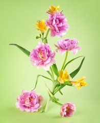 Pink tulip and yellow spring flowers on green background.