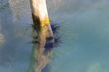 Black color sea urchin stick to the wooden pole in sea water at fishing village on koh kood island Trat Province.
