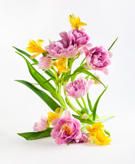Pink tulip and yellow spring flowers on white background.