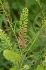 Lepidium virginicum is a weed with blooming white flowers.