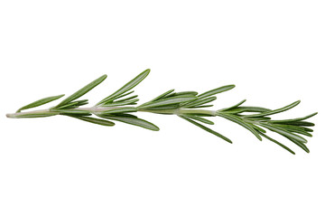 Rosemary branch isolated on white background
