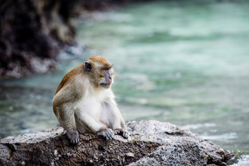 monkey in outdoor park