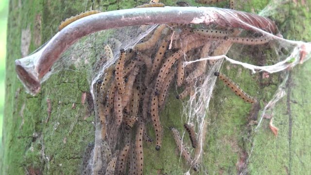 viele Gespinstmotten in einem Nest aus Netzen zum verpuppen