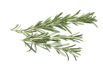 Rosemary isolated on white background