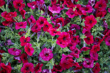 Red pansy flowers. Top view.