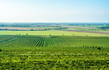 Fototapeta na wymiar Farmers working on field, Moravia