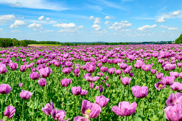 Backmohnfeld in Sachsen, Anbau, Mohn