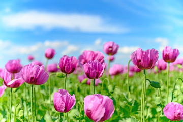 Obraz premium Sommerwiese mit lila Mohn, Blumen