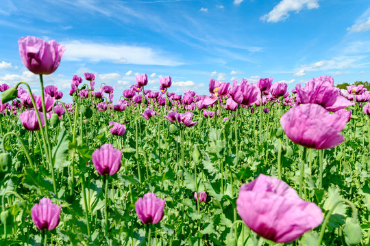 Backmohn bilder – Bläddra bland 223 stockfoton, vektorer och videor ...