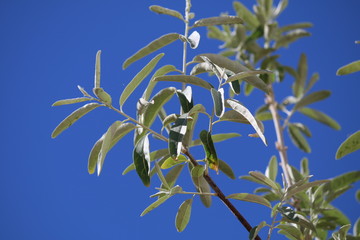 branch of a tree