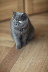 Cat of blue exotic Persian breed on oak parquet floor. Short hair.