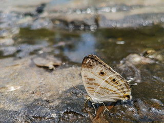 Cyrestis Cocles (Marbled Map) butterfly in nature background.Butterfly eating water on the rock in the forest.