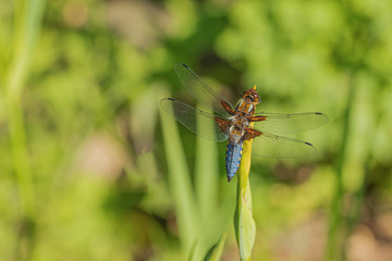 Dragonfly on a flower