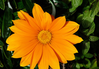 Orange summer flower close up