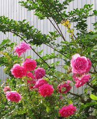 ピンク色の薔薇　パレード