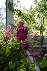 Fototapeta na wymiar Perfect garden on the balcony. Blooming petunia grows in flower pot. Home greening.