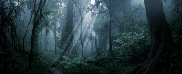 Rolgordijnen Diep tropisch bos in duisternis © quickshooting