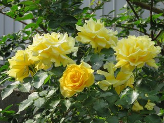 黄色い薔薇　ゴールドバニー