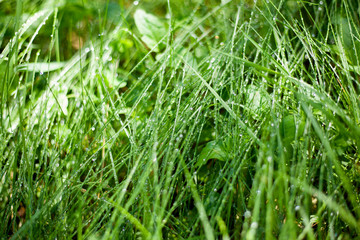 morning dew on green forest grass, dew drops background