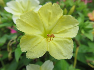 Fiore selvatico