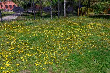 Obraz premium yellow flowers in the park