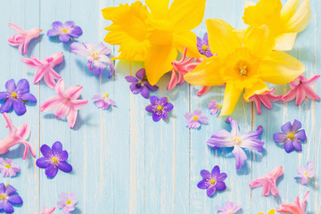 spring flowers on old blue wooden background