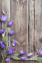 spring purple flowers on old wooden background