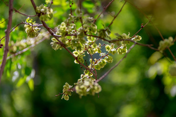 spider on a branch