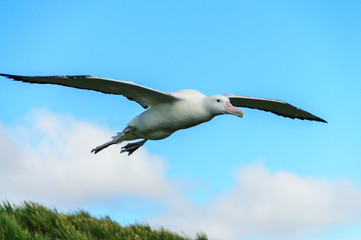 Impression of the Mighty Giant Wandering Albatross in Full Flight