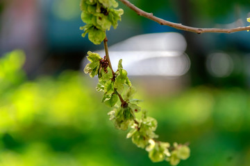 branch of tree with leaves on green background