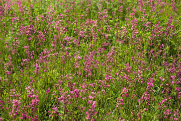 Beautiful glade overgrown with red flowers Smolka  background