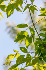 green leaves of a tree