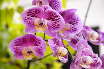 Beautiful orchids bloom in the summer.