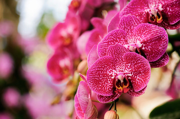 Beautiful orchids bloom in the summer.