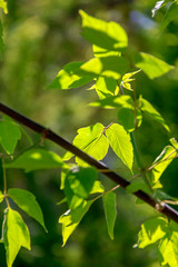 green leaves of tree