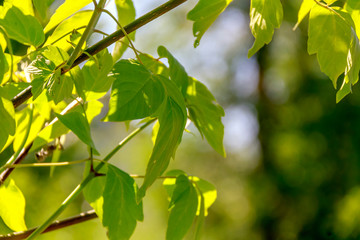 green leaves of tree