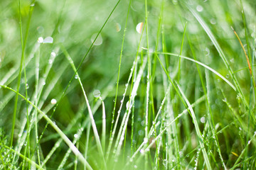 morning dew on green forest grass, dew drops background
