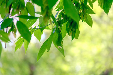 green leaves of tree
