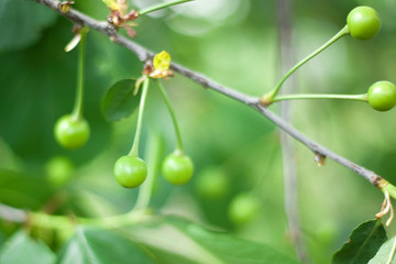 green not ripe cherry on a branch close-up
