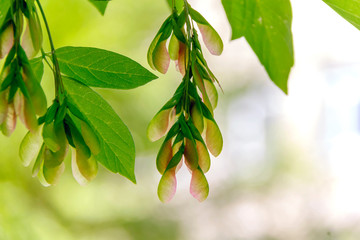 Fototapeta premium green leaves of a tree