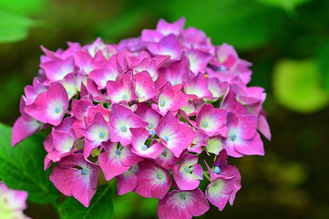 The flower language for hydrangea varies with color.