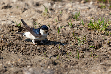 Mehlschwalbe am Boden bei der Lehmgrube