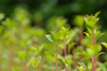 ドウダンツツジの新芽