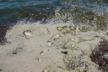 Ecological catastrophy. Sea pollution by garbage. Plastic in the ocean. Plastic bags in the pond.