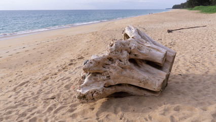 Fototapeta na wymiar Big driftwood on the beach 
