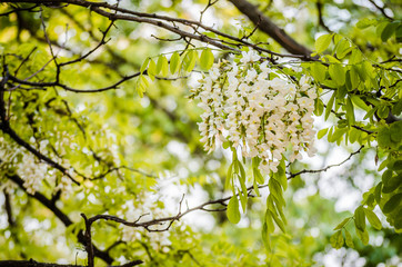 Rich flowers acacia Robinia pseudoacacia. Black locust, source of nectar for tender but fragrant honey.