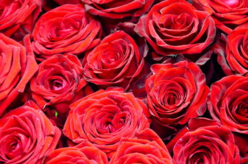 Closeup on a bouquet of red roses