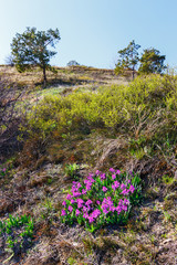 The group of blossom wildflowers (binomial name Iris pumila) on the hill slope among spring grasses. Rostov-on-Don region, Russia