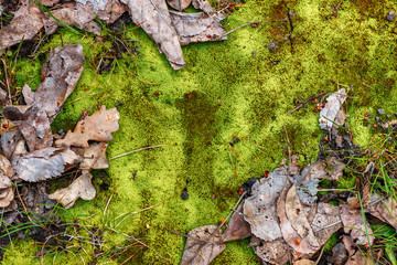 The natural forest background with vibrant green moss and dry fallen leaves of oak